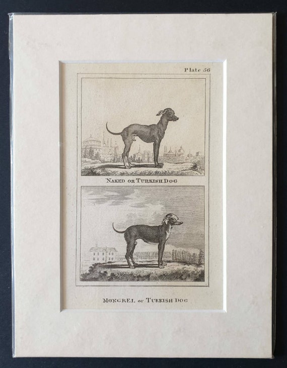 Original 1812 Buffon print - Naked or Turkish Dog or Mongrel