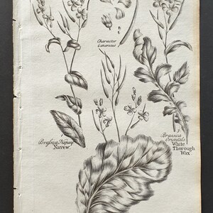 Op de afbeelding: Een vintage botanische illustratie van Brassica-planten, met gedetailleerde tekeningen van bladeren, bloemen en zaaddozen. De prent bevat de tekst "BRASSICA" bovenaan en plantnamen zoals "Navew" en "Pot Cabbage".