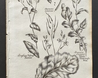 Navew, Pot Cabbage and White Thorough Wax - Original 1802 Culpeper engraving (34)