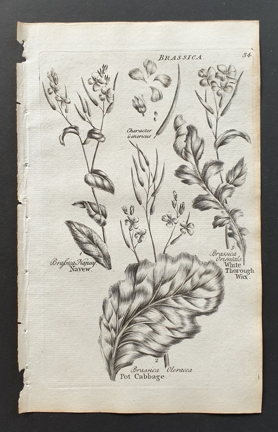 Navew, Pot Cabbage and White Thorough Wax - Original 1802 Culpeper engraving (34)