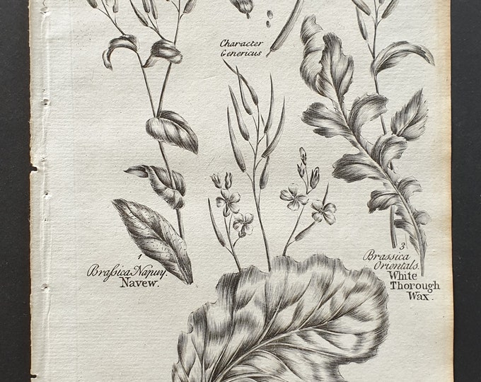 Navew, Pot Cabbage and White Thorough Wax - Original 1802 Culpeper engraving (34)