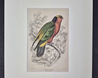 Kuhl's Coriphilus - Original c1840 Hand Coloured Parrot in Mount