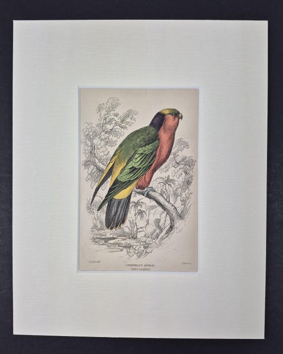 Kuhl's Coriphilus - Original c1840 Hand Coloured Parrot in Mount