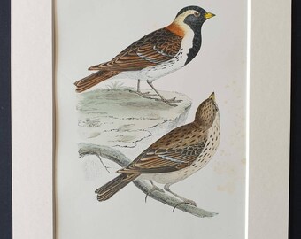 Lapland Bunting - Original 1891 hand coloured bird print in mount