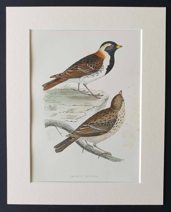 Original 1891 hand coloured bird print in mount - Lapland Bunting