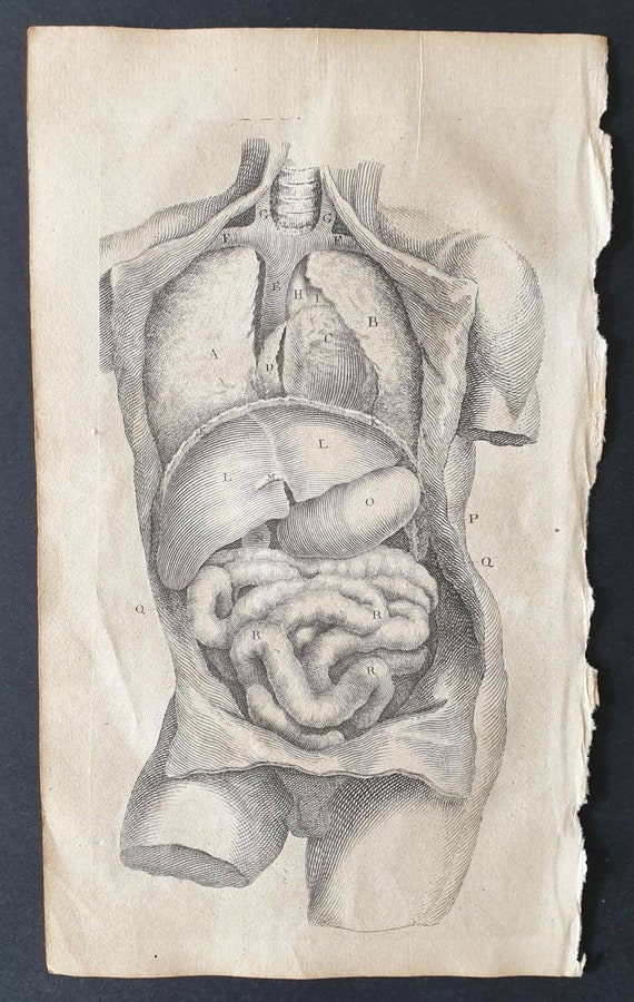 Original 1807 Andrew Fyfe Anatomical print - Front View of the Contents of the Thorax and Abdomen, after removing the Parts which cover them