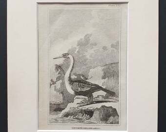 The White Bellied Ahingo -  Original 1812 Buffon print in mount (227)