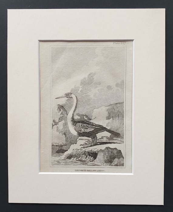The White Bellied Ahingo -  Original 1812 Buffon print in mount (227)