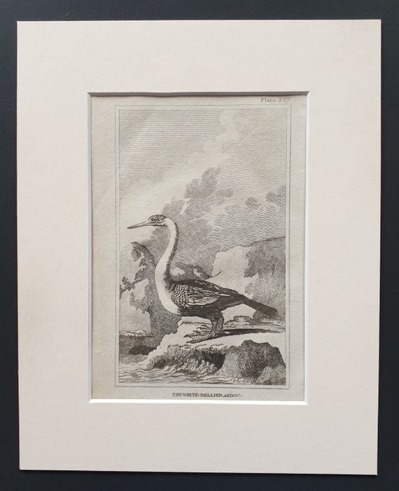 The White Bellied Ahingo -  Original 1812 Buffon print in mount (227)