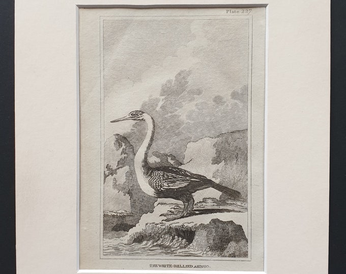 The White Bellied Ahingo -  Original 1812 Buffon print in mount (227)
