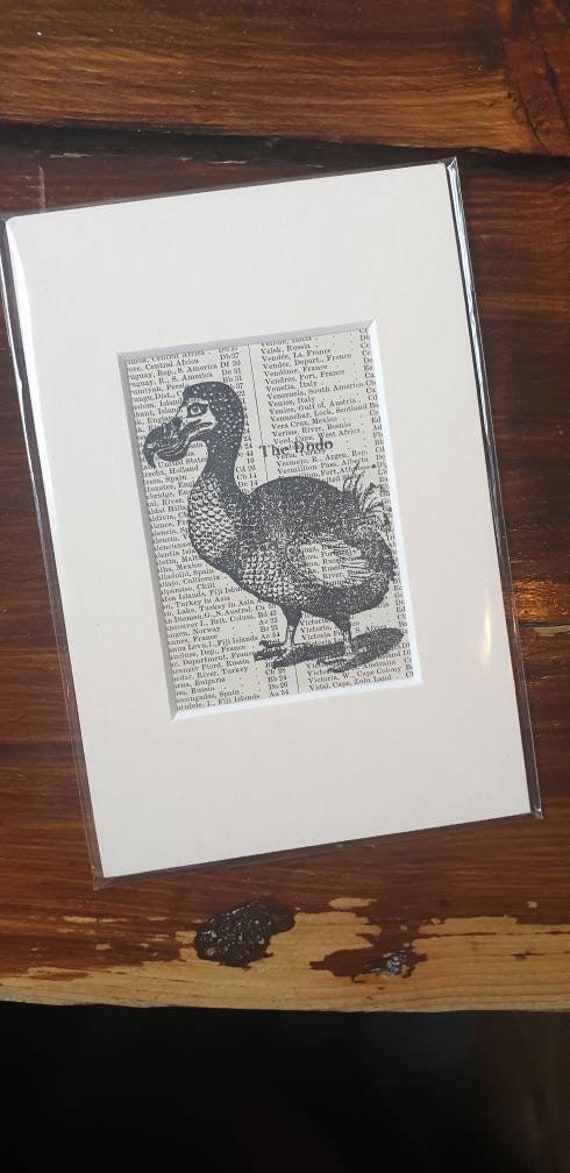 Dodo - hand printed on original antique page in mount.