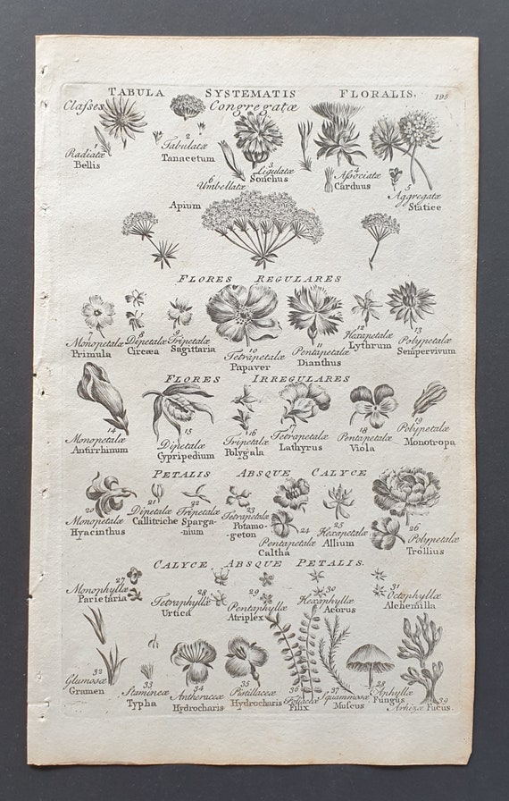 Tabula Systemis Floralis - Original 1802 Culpeper engraving (195)