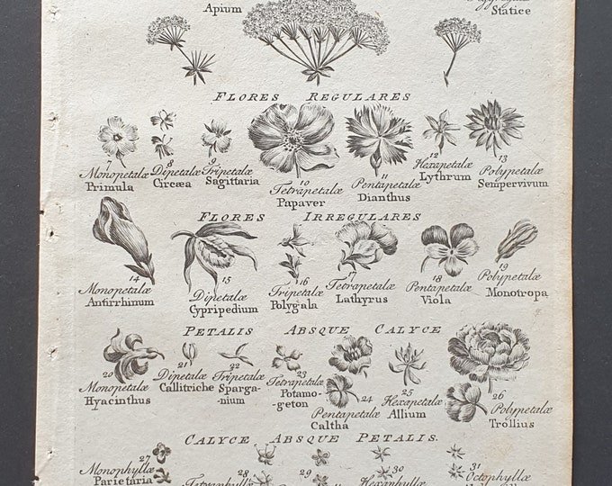 Tabula Systemis Floralis - Original 1802 Culpeper engraving (195)