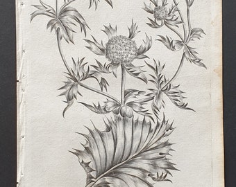 Sea Holly - Original 1802 Culpeper engraving (83)