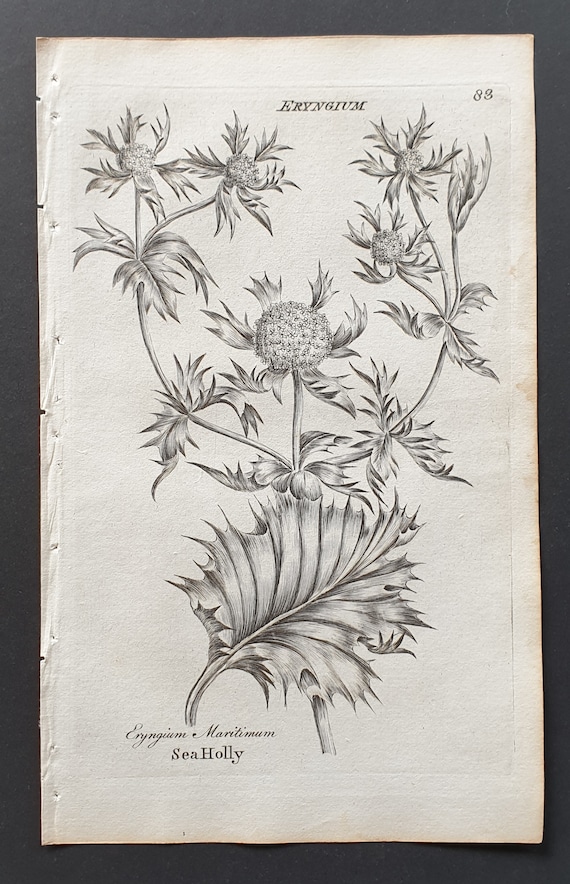 Sea Holly - Original 1802 Culpeper engraving (83)