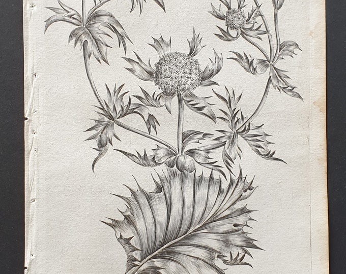 Sea Holly - Original 1802 Culpeper engraving (83)