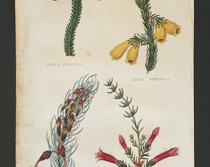 Absolutely stunning 1829 hand coloured Practical Gardener print - Erica Masonia, Erica Depressa, Erica Plurenetiana, Erica Curve Flora Rubra
