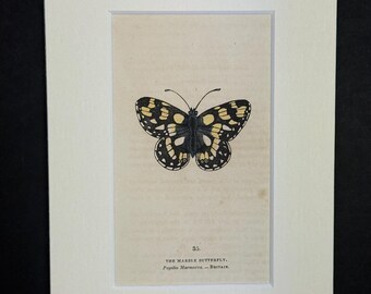 The Marble Butterfly - Original 1832 Hand Coloured Antique Print