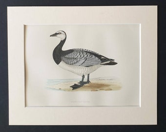Bernicle Goose - Original 1891 hand coloured bird print in mount