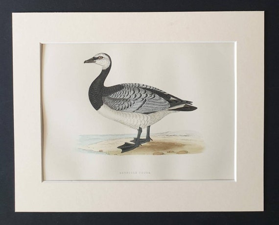 Original 1891 hand coloured bird print in mount - Bernicle Goose