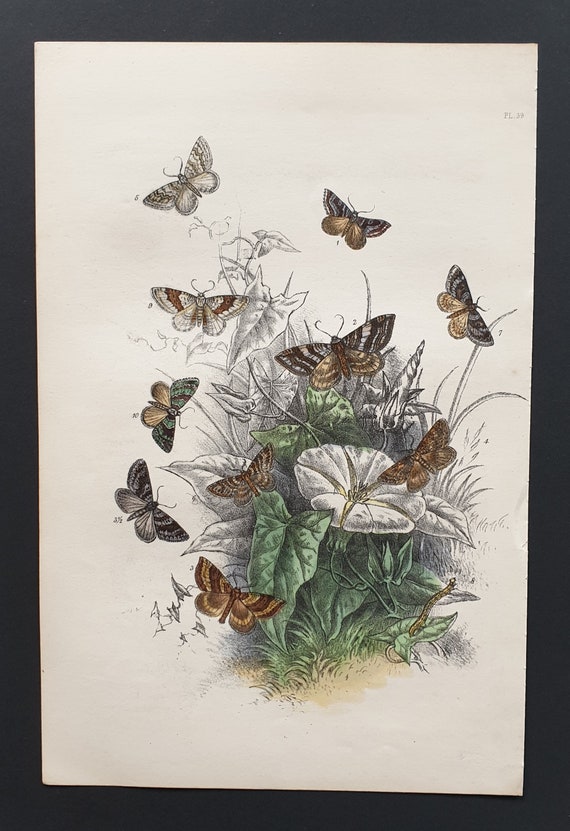 The Manchester Treble Bar Moth and others - Original hand coloured 1860 print