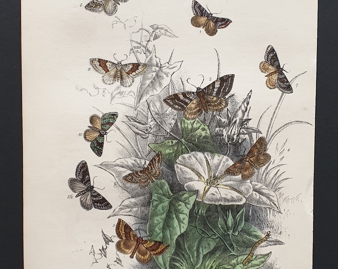 The Manchester Treble Bar Moth and others - Original hand coloured 1860 print