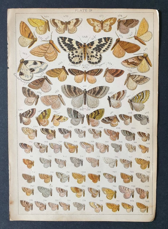Original 1915 Butterfly and Moth print - Plate 28