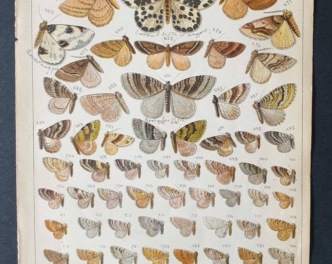 Original 1915 Butterfly and Moth print - Plate 28