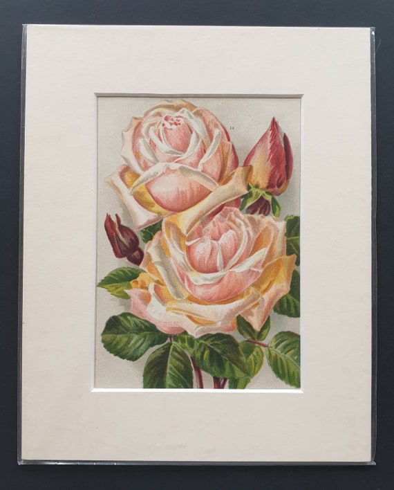 Safrano - Original 1903 rose print in mount