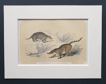 The Suricate and Coati Mondi - Original 1851 John Tallis woodblock print