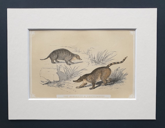 The Suricate and Coati Mondi - Original 1851 John Tallis woodblock print