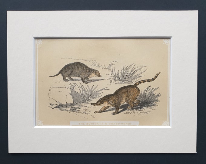 The Suricate and Coati Mondi - Original 1851 John Tallis woodblock print