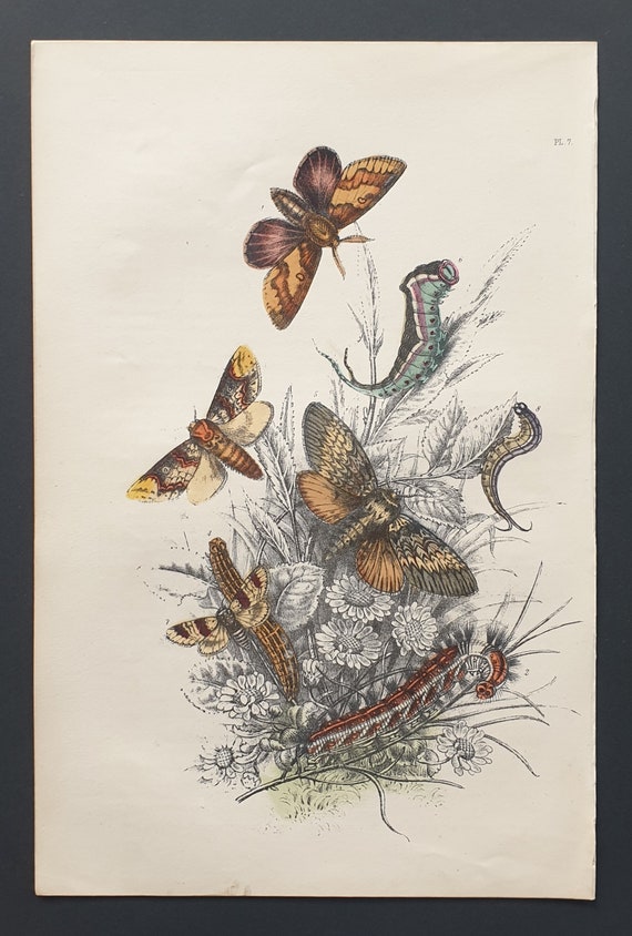 Pine Lappets, Puss Moths and others - Original hand coloured 1860 print