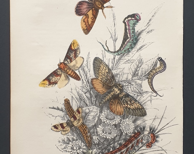 Pine Lappets, Puss Moths and others - Original hand coloured 1860 print