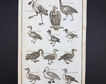 Birds - Original c1785 Antique Print