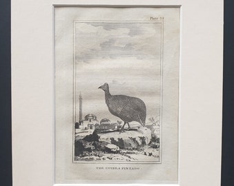 The Guinea Pintado - Original 1812 Buffon print in mount (33)