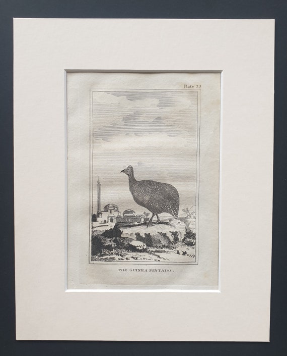 The Guinea Pintado - Original 1812 Buffon print in mount (33)