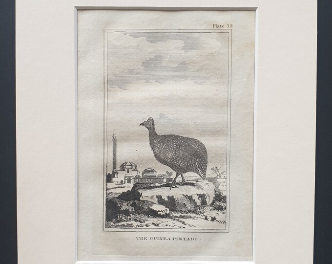 The Guinea Pintado - Original 1812 Buffon print in mount (33)