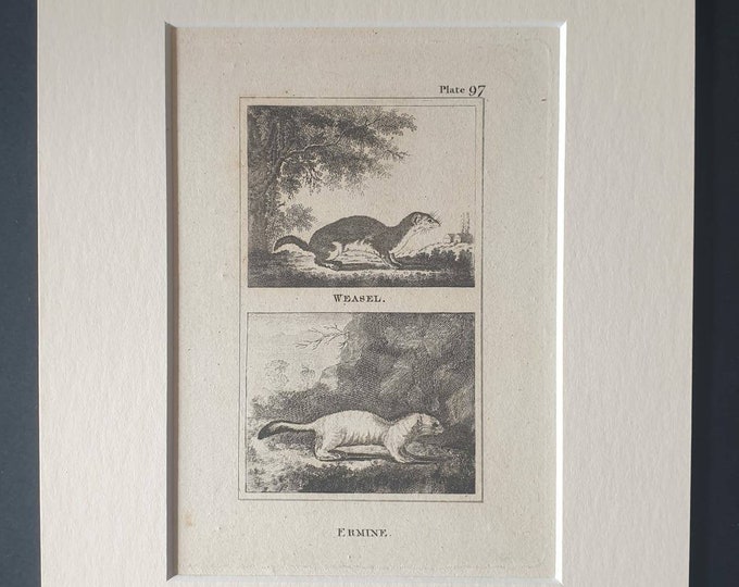 Original 1812 Buffon print in mount - Weasel and Ermine