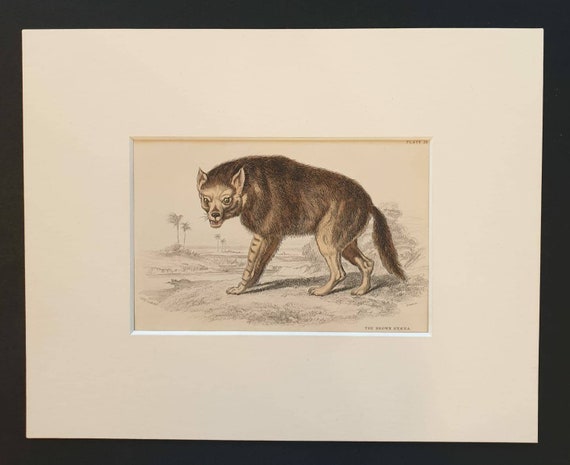 Original 1840 hand coloured mammalia print in mount - The Brown Hyena