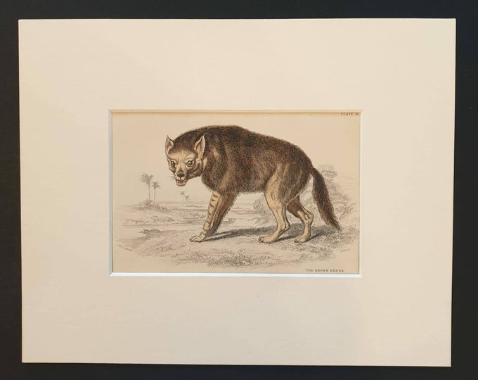 Original 1840 hand coloured mammalia print in mount - The Brown Hyena