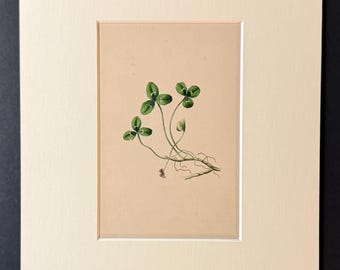 The Shamrock - Original 1840 Hand Coloured Print