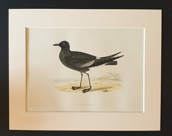 Wilson's Petrel - Original 1891 hand coloured bird print in mount