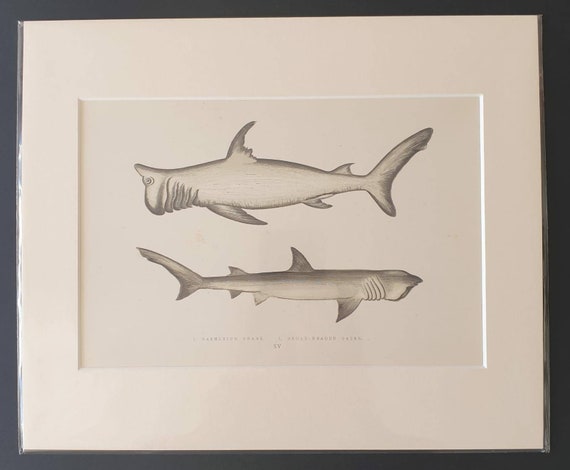 Rashleigh and Broad Headed Sharks - Original 1877 'History of the Fishes of the British Islands' print
