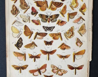 Original 1915 Butterfly and Moth print - Plate 31