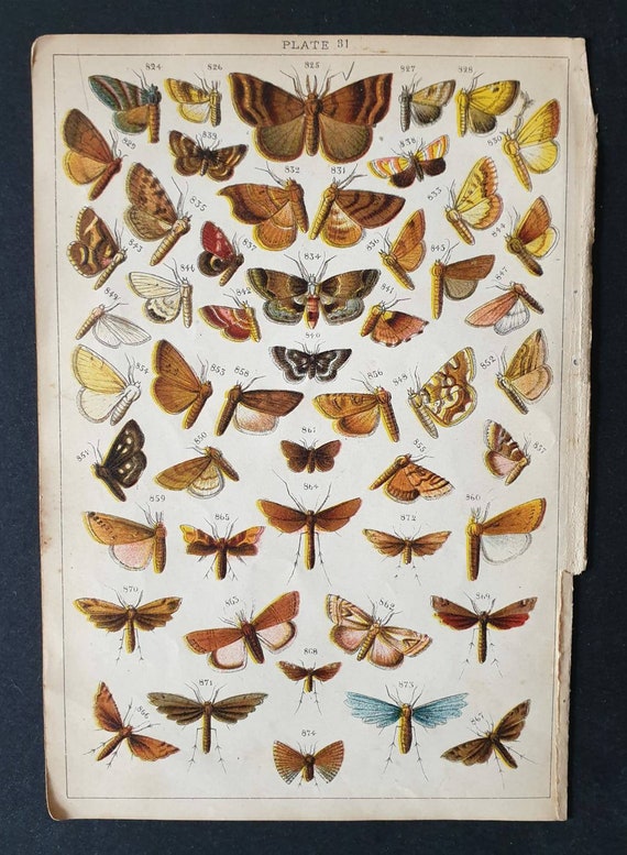 Original 1915 Butterfly and Moth print - Plate 31