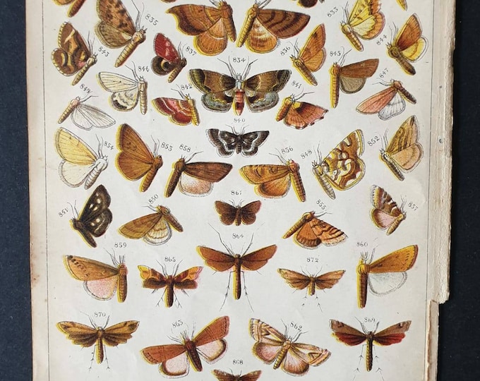 Original 1915 Butterfly and Moth print - Plate 31