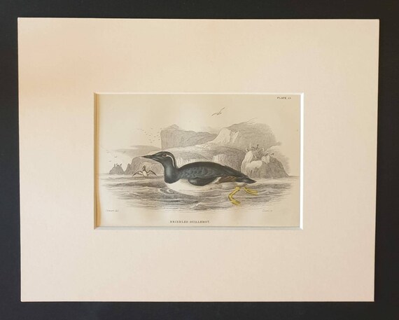 Original c1840 hand coloured bird print in mount - Brindled Guillemot