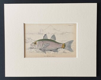 Arabian Cheilodipterus - Original 1843 hand coloured fish print in mount