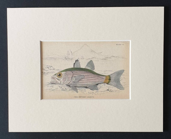 Original 1843 hand coloured fish print in mount - Arabian Cheilodipterus